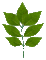 Leaf - Gratis geanimeerde GIF geanimeerde GIF