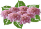 ROSE FLEUR - Free PNG Animated GIF