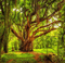 Rena Hintergrund Tree Forest - png gratis GIF animasi