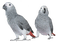 Parrot birds bp - gratis png geanimeerde GIF