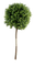 dolceluna tree bush - безплатен png анимиран GIF