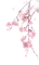 Kirschblüten-Ast - безплатен png анимиран GIF