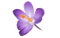 crocus flower - GIF animé gratuit