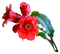 kikkapink deco scrap red flower teal leaves - zadarmo png animovaný GIF