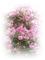 paysage fleur bougainvillier rose - PNG gratuit GIF animé