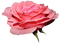 rose - png gratis GIF animado