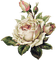 Vintage rose flower , sunshine3 - gratis png geanimeerde GIF