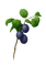 kikkapink plant ulive - δωρεάν png κινούμενο GIF