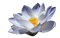 Lotus - png ฟรี GIF แบบเคลื่อนไหว