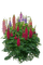 fleur lupin - PNG gratuit GIF animé