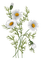 daisies sunshine3 - GIF animasi gratis