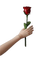 rose.red.rouge.rot.rosso.rose.blume.fleur.fiore. - PNG gratuit GIF animé