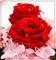 Rosas - GIF animasi gratis GIF animasi