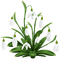 Snowdrops  Bb2 - Free PNG Animated GIF