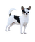 Chihuahua - ücretsiz png animasyonlu GIF