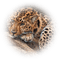 Katze - Free PNG Animated GIF