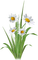 Fleur Marguerite Blanc:)