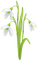 Snowdrops - Free PNG Animated GIF