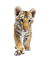 Bébé tigre - PNG gratuit GIF animé