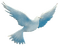 PALOMA - Free PNG Animated GIF