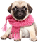 Kaz_Creations Dogs Dog Pup 🐶 - δωρεάν png κινούμενο GIF