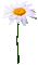 Flower.Daisy.White.Yellow.Animated - KittyKatLuv - Gratis geanimeerde GIF geanimeerde GIF