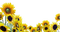 sunflowers bp - δωρεάν png κινούμενο GIF