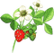 soave deco strawberry branch red green - PNG gratuit GIF animé