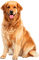 Y.A.M._Dog - Free PNG Animated GIF