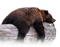 minou-animal-liggande björn-lying Bear - kostenlos png Animiertes GIF