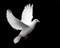 colombe - Δωρεάν κινούμενο GIF κινούμενο GIF