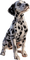 dog - δωρεάν png κινούμενο GIF