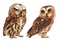 owl katrin - gratis png animeret GIF