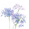 loly33  fleur aquarelle - PNG gratuit GIF animé