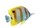poisson - Free PNG Animated GIF