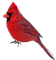 Kaz_Creations Birds Bird Red - PNG gratuit GIF animé