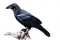 cuervo - 免费PNG 动画 GIF