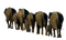 Kaz_Creations Elephants Elephant - безплатен png анимиран GIF