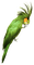 Loro plumaje verde - zdarma png animovaný GIF