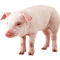 cerdo - bezmaksas png animēts GIF