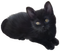 black cat - PNG gratuit GIF animé