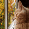 cat autumn chat automne - GIF animé gratuit GIF animé