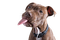 dog hund chien animals animaux - 免费PNG 动画 GIF