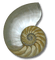 Shells katrin - nemokama png animuotas GIF