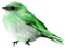 Bird.White.Black.Green - PNG gratuit GIF animé