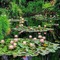 Water Lily Pond jpg - Бесплатный анимированный гифка