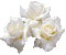 MMarcia gif rosa branca rose white - Free animated GIF Animated GIF