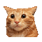 Nina cat - Bezmaksas animēts GIF animēts GIF