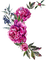 loly33 fleur pivoine - PNG gratuit GIF animé
