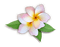 Blue DREAM  70 _ flowers_plumeria - Free PNG Animated GIF